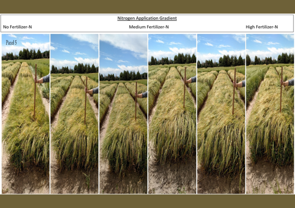 Historical vs. Modern Varieties: Redefining Malt Barley Nitrogen Needs in Idaho